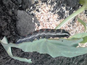 サトイモに巨大芋虫＜セスジスズメ（幼虫）＞