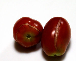 トマトのひび割れ（裂果）
